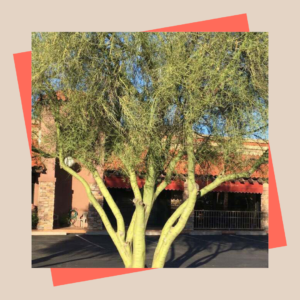 Palo Verde Tree