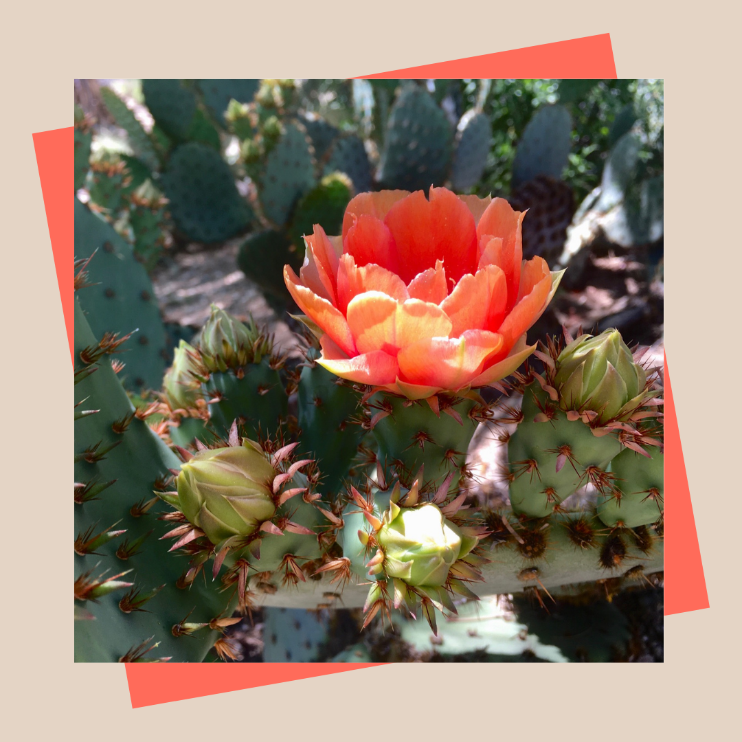 Prickly Pear cactus