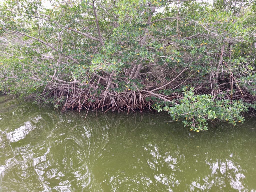 Mangroves