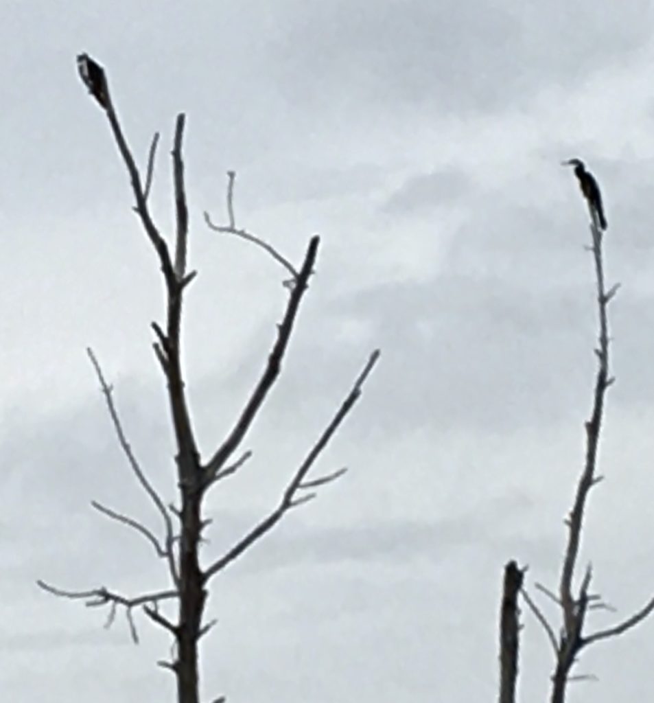 Osprey and Anhinga