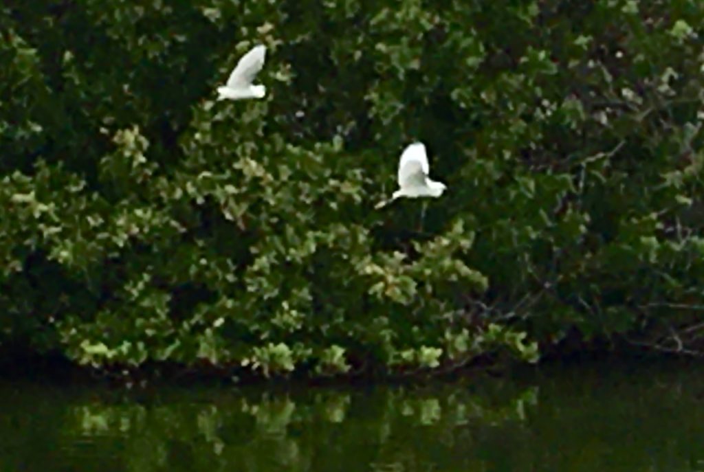 Egrets flying