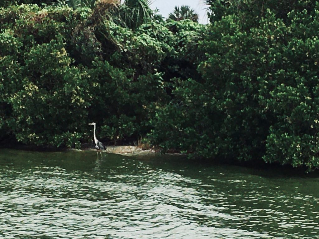 Blue heron in the water