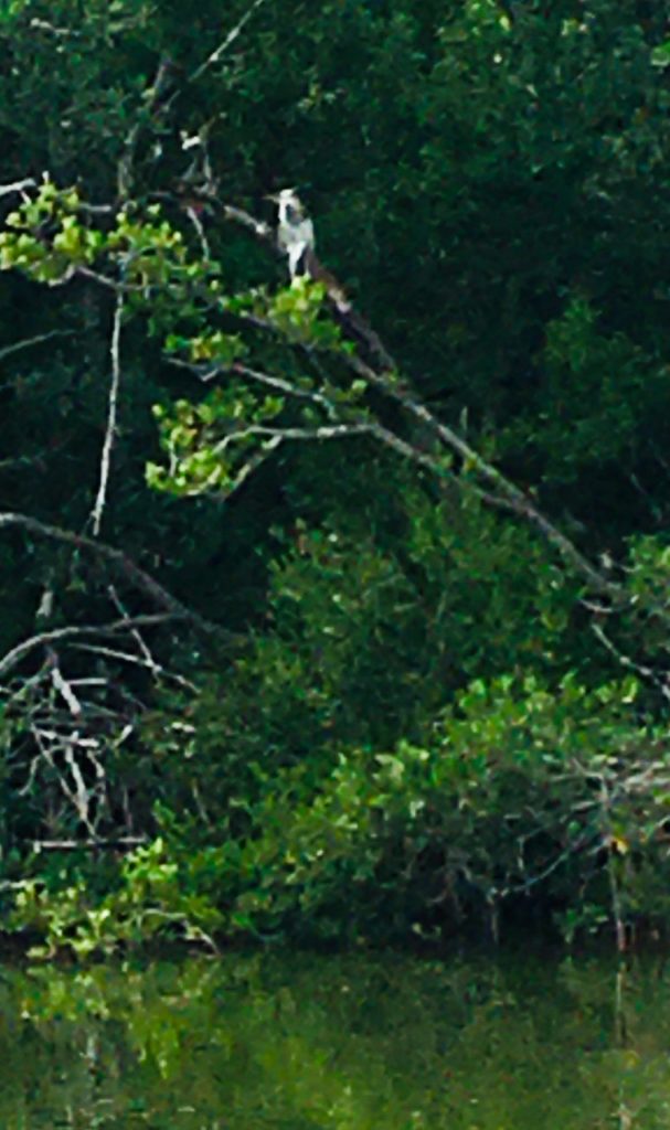 Osprey in tree