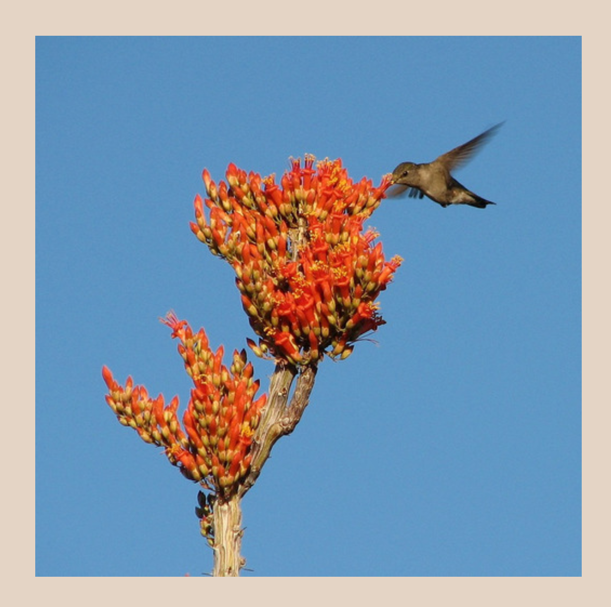 ocotillo