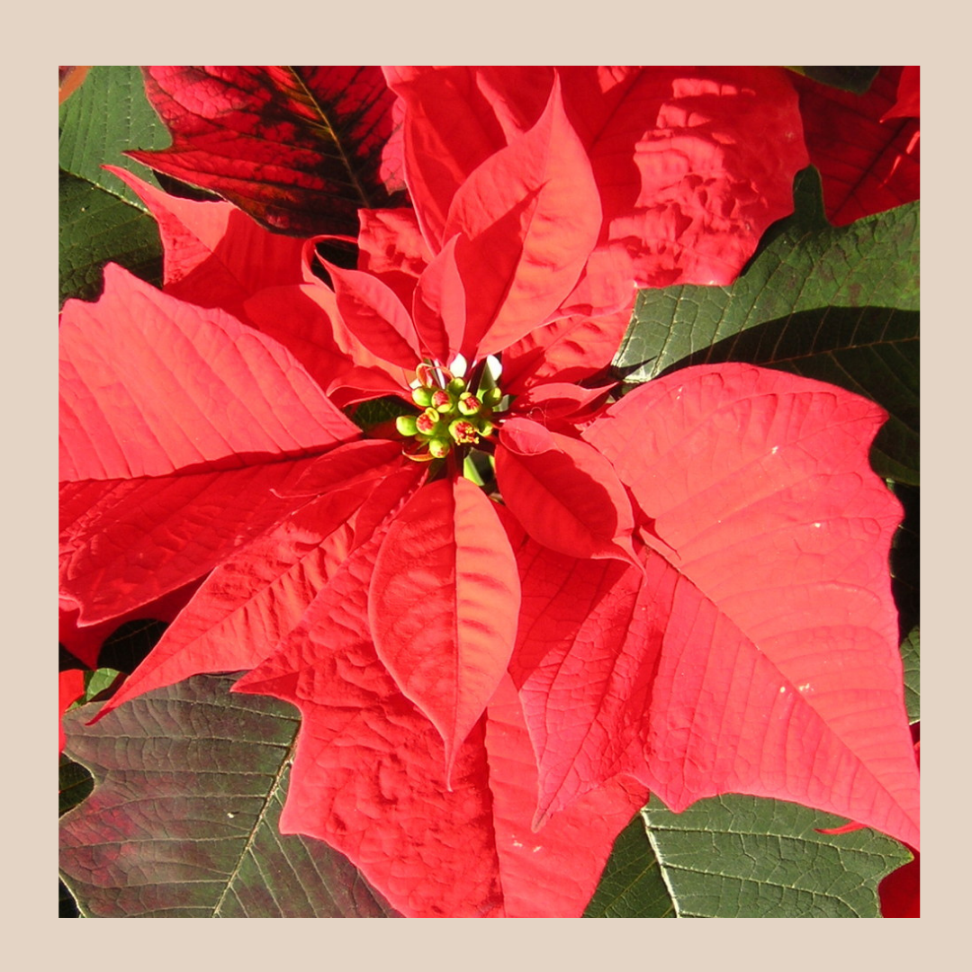 Poinsettia