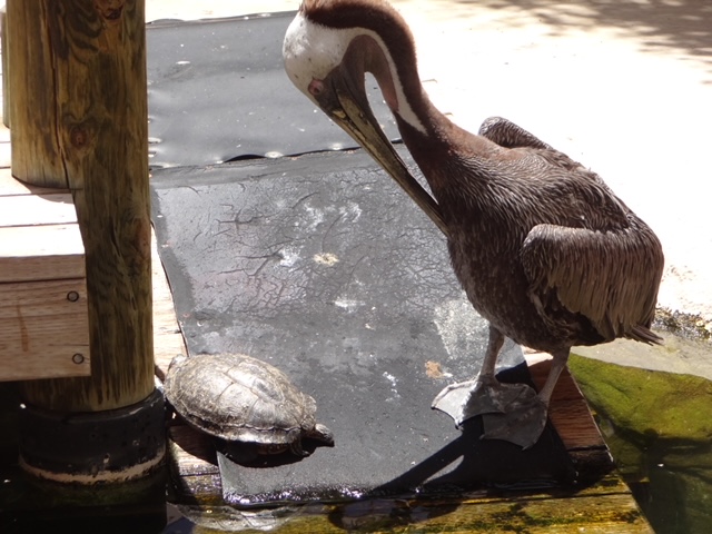 Bird Watching in Arizona and Hawaii