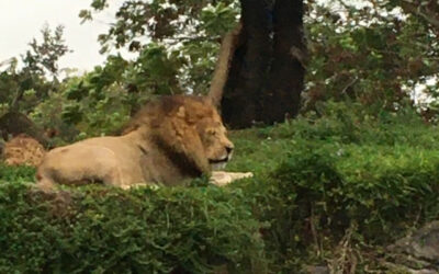 Animal Kingdom at Walt Disney World