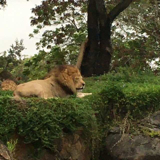 Animal Kingdom at Walt Disney World